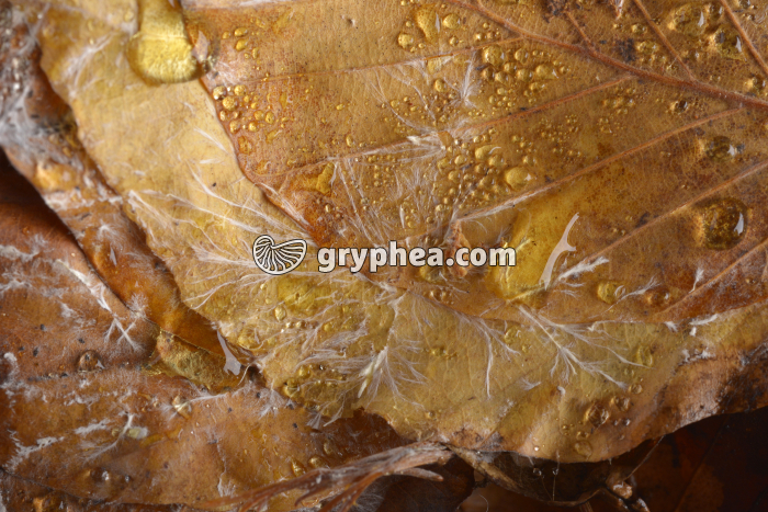 Mycélium forestier sur feuilles mortes (détail) - gryphea.org